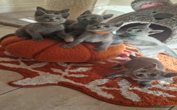 Russian Blue cats for sale: Pure Russian Blue kittens 💙  - Image 4