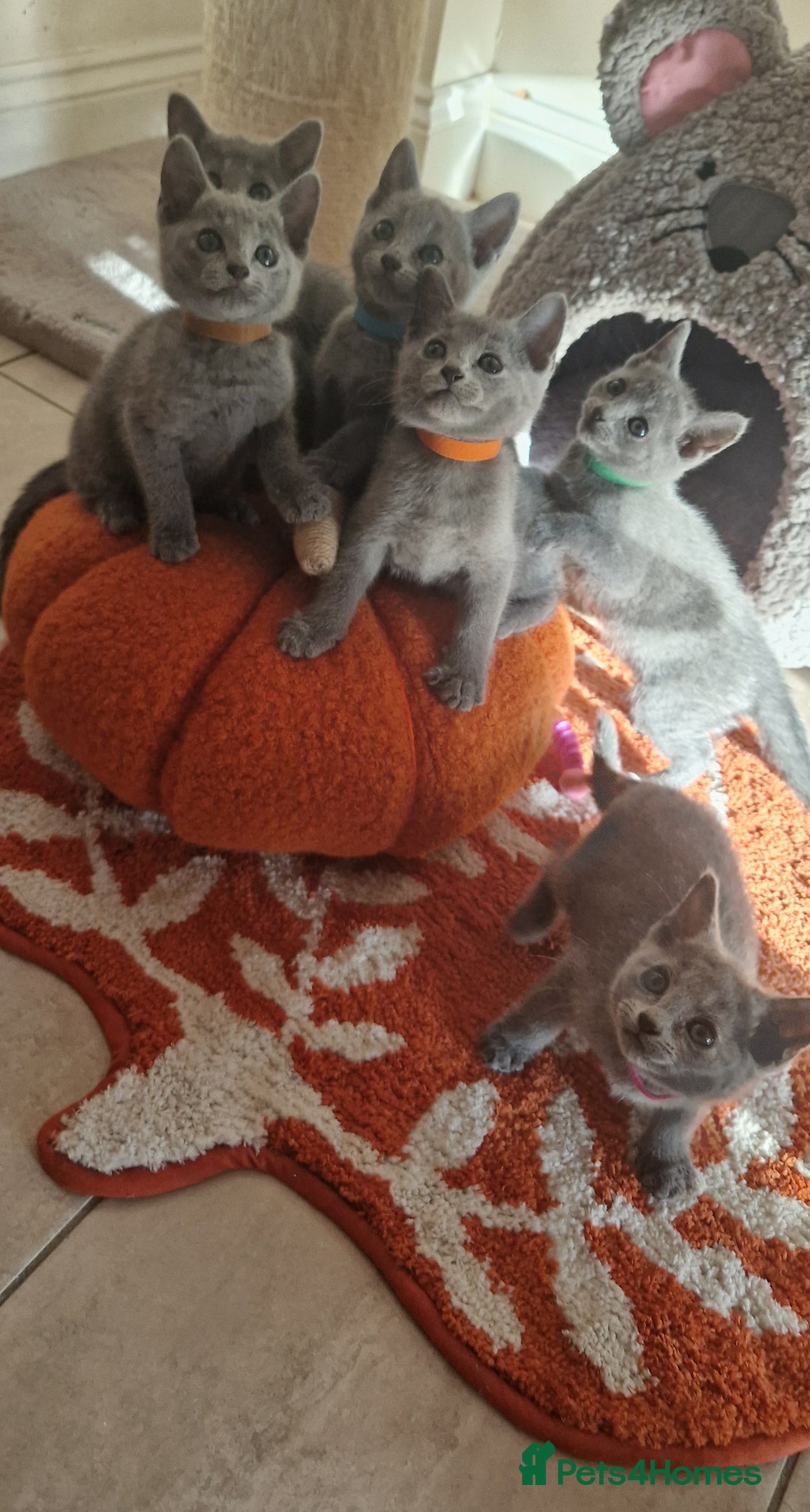 Russian Blue cats for sale: Pure Russian Blue kittens 💙  - Image 4