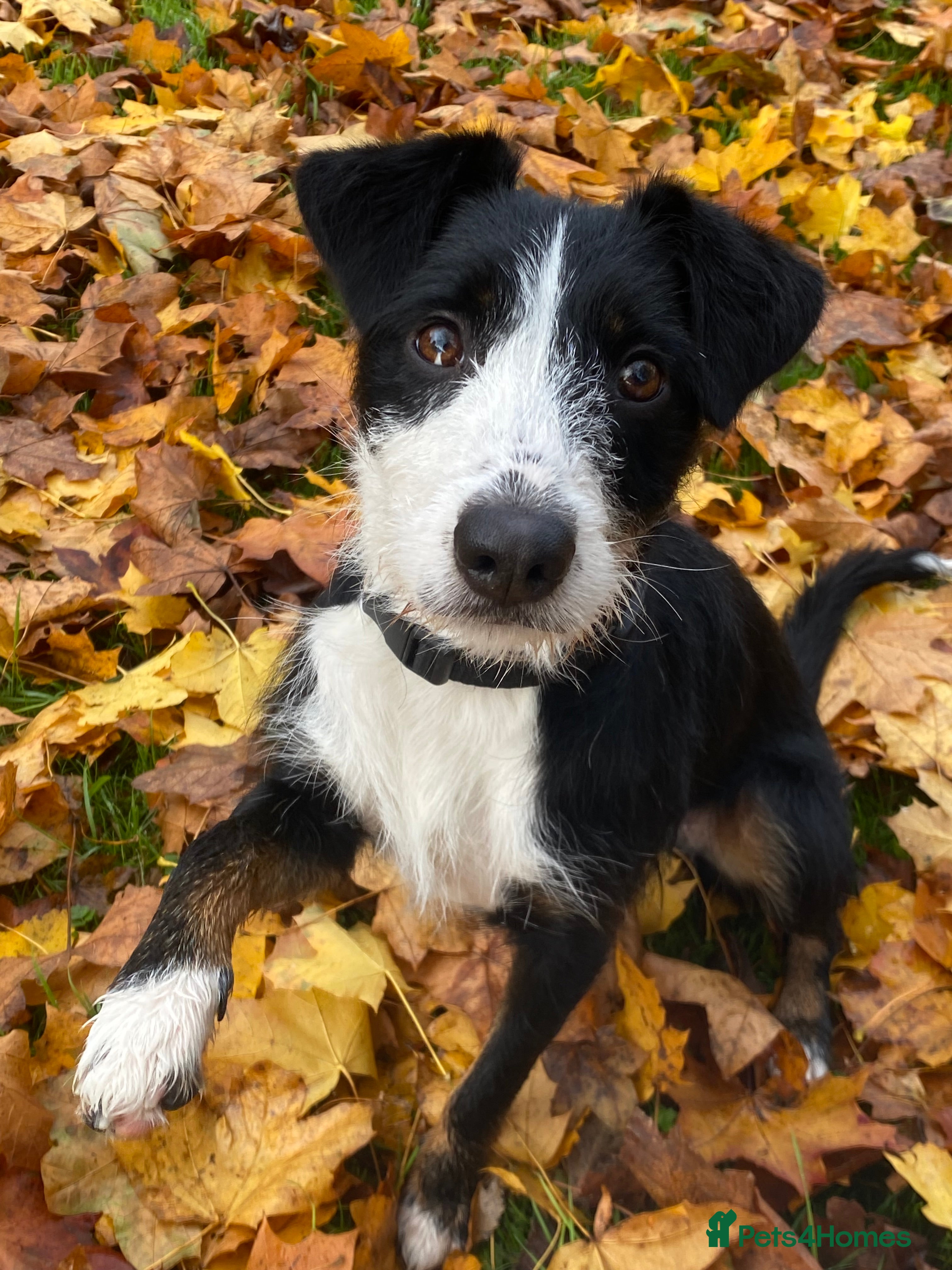 Mixed Breed dogs Mabel collie cross  - Advert 1
