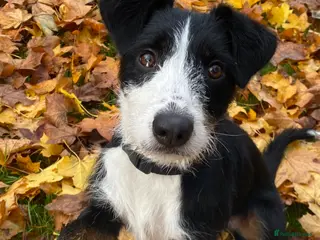 Mixed Breed dogs Mabel collie cross - Advert 1