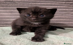 Russian Blue cats for sale: Stunning Russian Blue kittens - Image 3