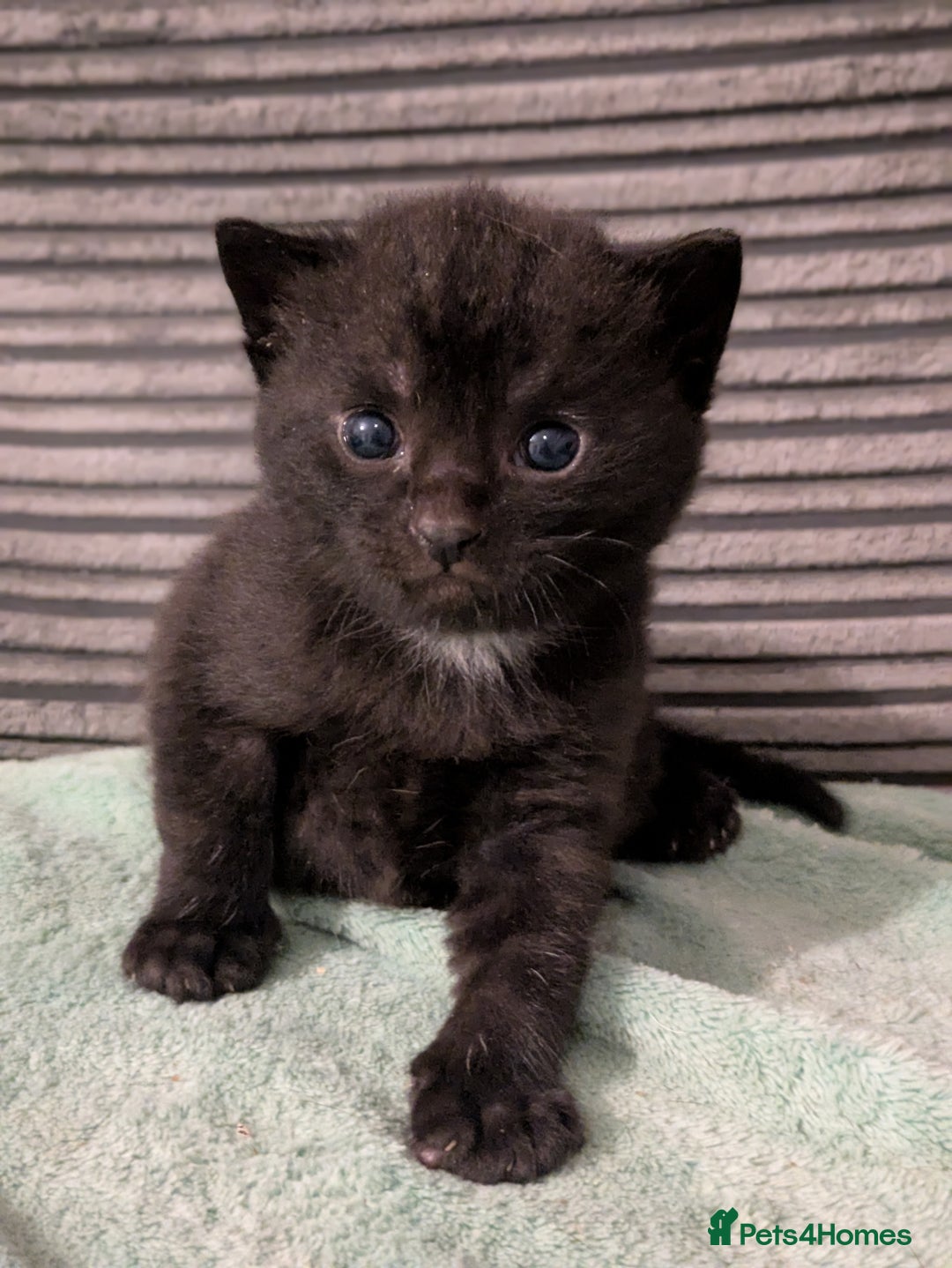 Russian Blue cats for sale: Stunning Russian Blue kittens - Image 3