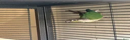Conures birds for sale: Pair of conures for sale - Advert 3