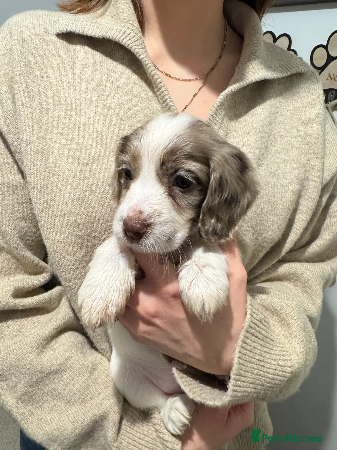 Cocker Spaniel dogs for sale: 4 Cocker Spaniel pups - unusual colours - Advert 8