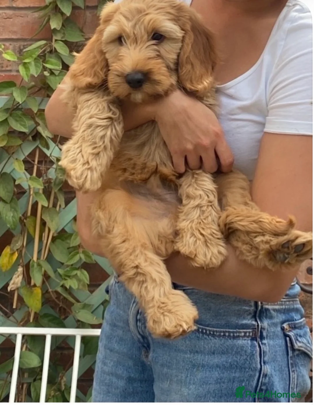 Cockapoo dogs for sale: Cockapoo pup one cuddly gentle male 9 weeks  - Advert 2