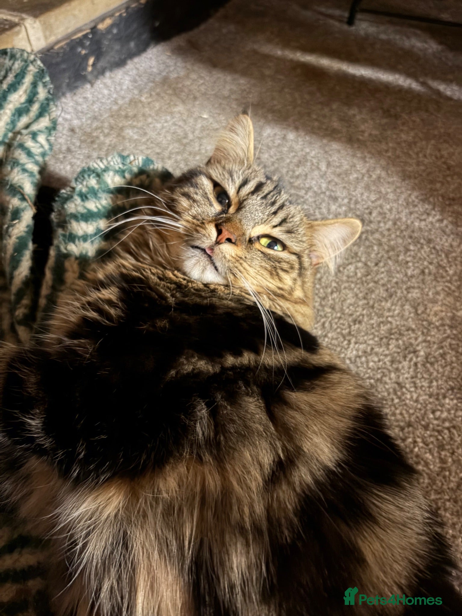 Mixed Breed cats Beautiful tabby / black kittens - Advert 1