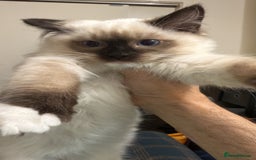 Ragdoll cats for sale: Ragdol male and female 6&5 months old - Image 1