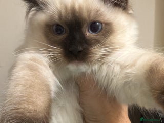 Ragdoll cats - Advert 16