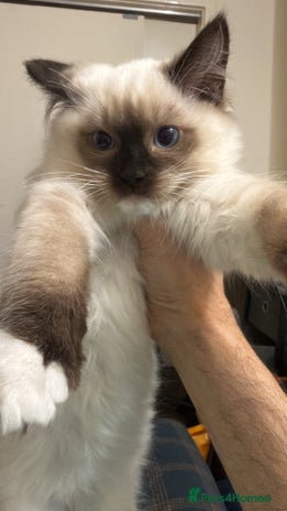 Ragdoll cats - Advert 12