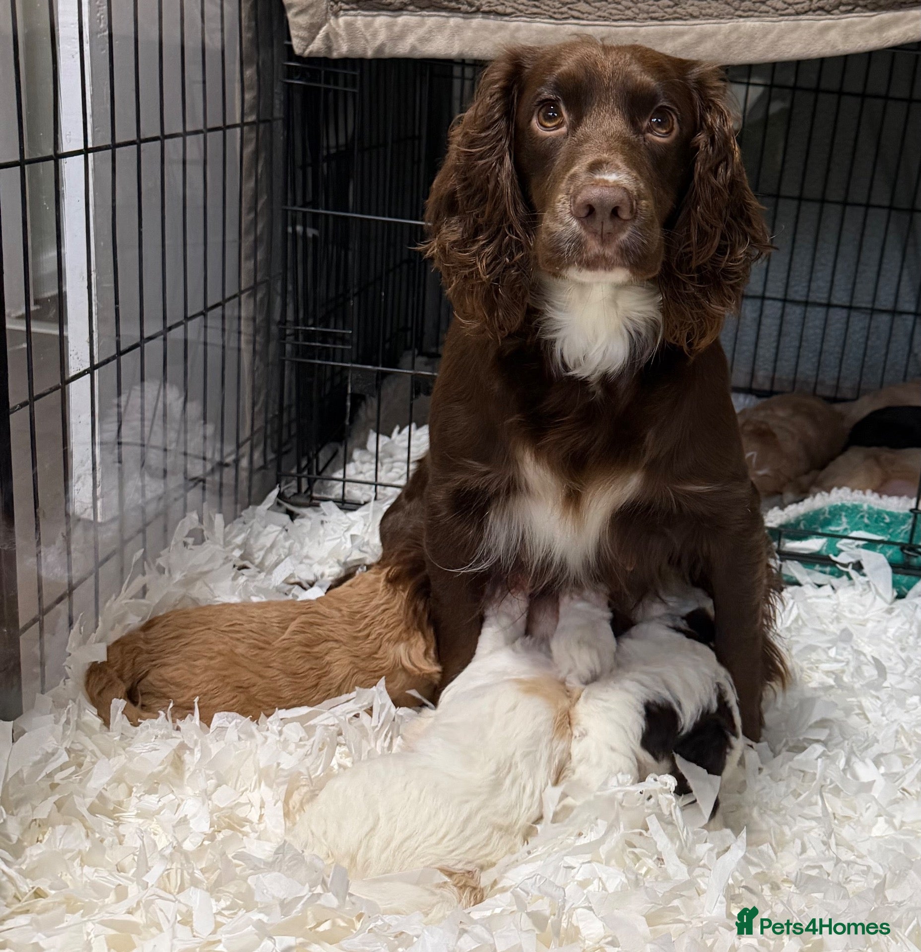 Cockapoo dogs for sale: Cockerpoo - Advert 2