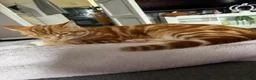 Domestic Shorthair cats for sale: Cookie in Bradford - Advert 1