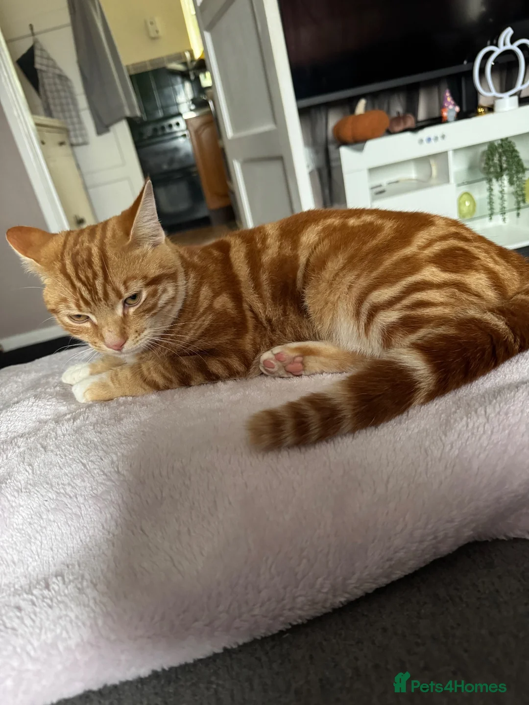 Domestic Shorthair cats for sale: Cookie in Bradford - Advert 1