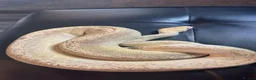 Python Snake reptiles for sale: Ball phython  - Advert 1