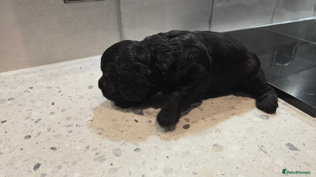 Cockapoo dogs for sale: Cockapoo Puppies - Image 9