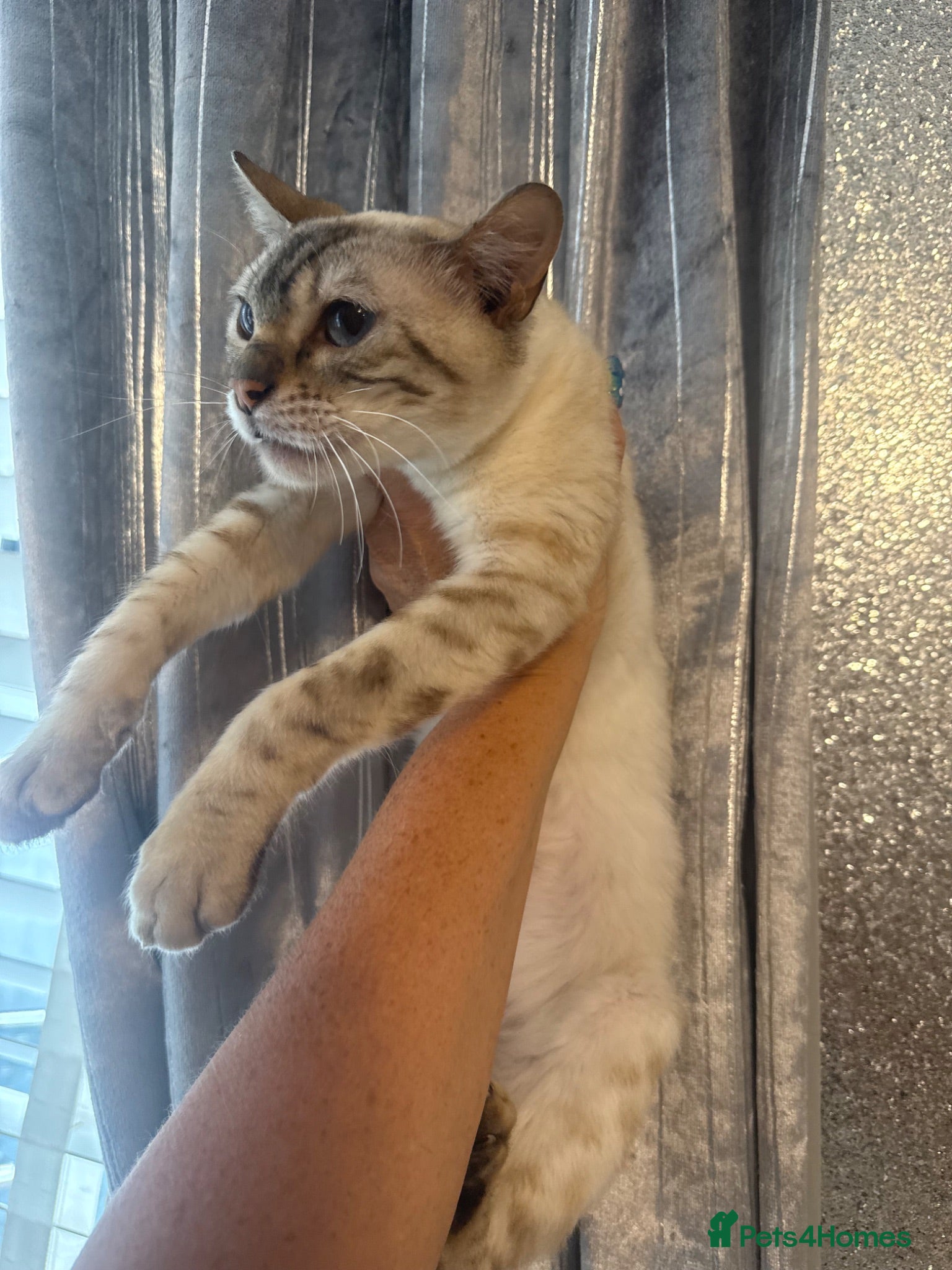 Bengal cats Beautiful Snow lynx 3yrs old - Advert 1