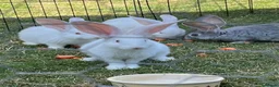 Continental Giant rabbits for sale: Red eyed white Continental Giant babies - Advert 3