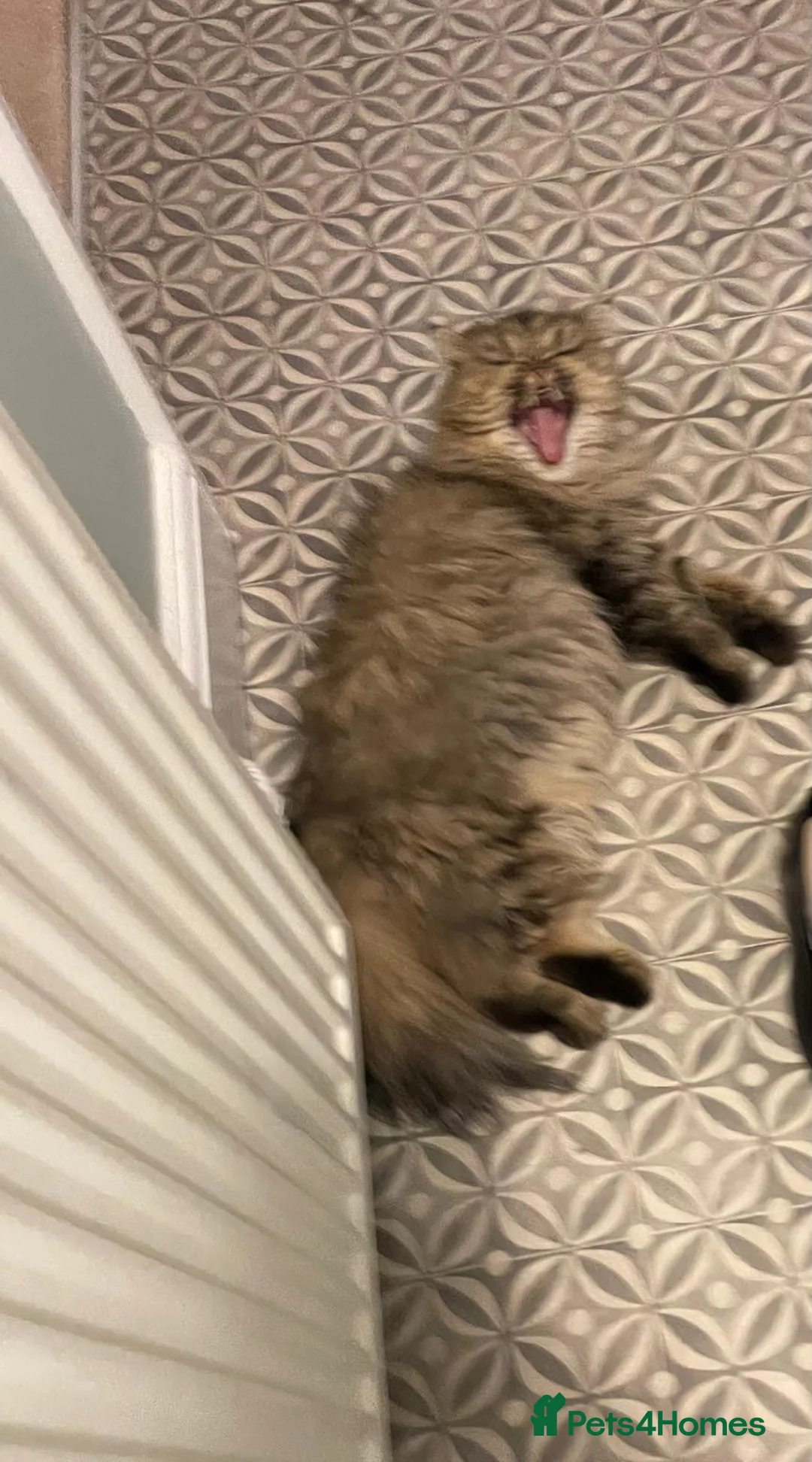 Persian cats for sale: SOLD .  - Advert 20