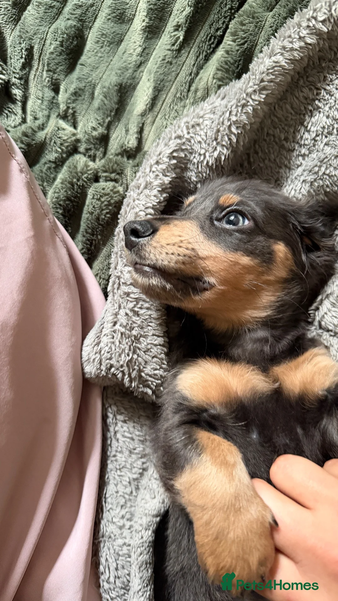 Miniature Dachshund dogs for sale: Mini Dachshund - Advert 2