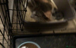 Oriental cats for sale: 3 Female bi-colour kittens for sale - Image 4