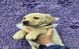 Labrador Retriever dogs for sale: KC Registered Labrador Retrievers 🖤💛 - Image 8