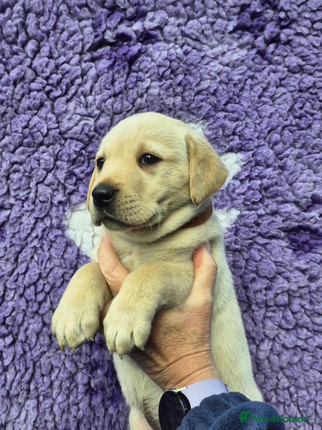 Labrador Retriever dogs for sale: KC Registered Labrador Retrievers 🖤💛 - Image 8