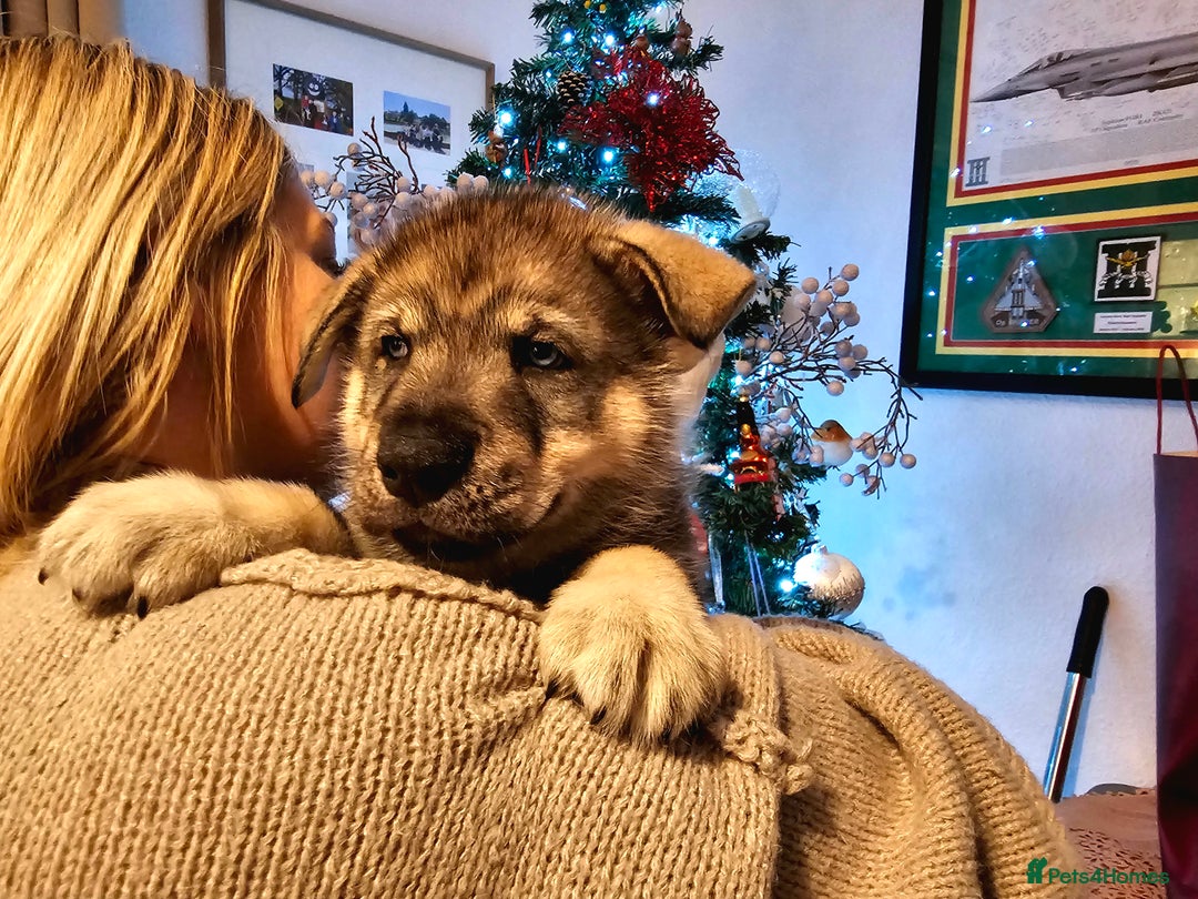 Utonagan dogs for sale: Utonagan Puppies for Sale – Born on Halloween! - Advert 1