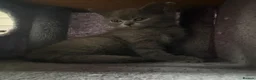 British Shorthair cats for sale: READY NOW British Shorthair Kitten - Advert 5