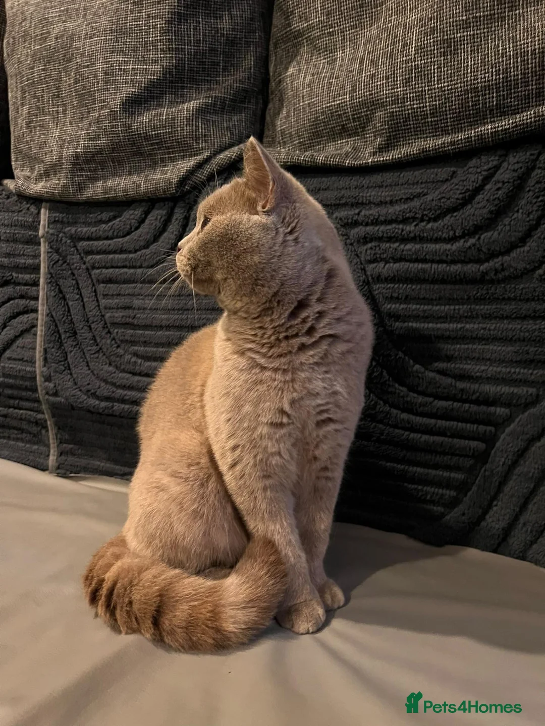British Shorthair cats for sale: Multicolour GCCF Registered BSH kittens - Advert 2