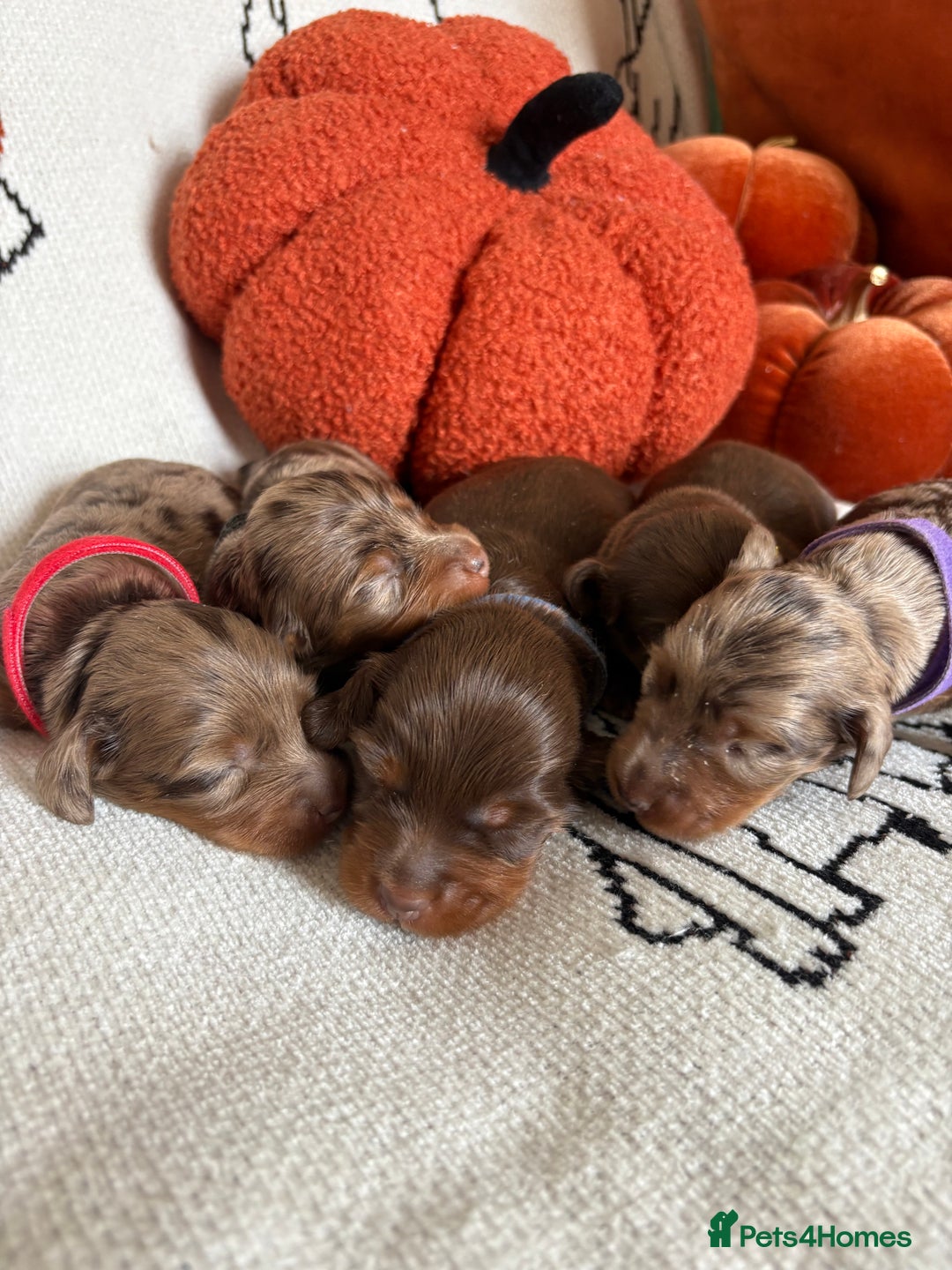 Miniature Dachshund dogs for sale: Longhair miniature dachshund  - Image 2