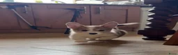 Welsh Corgi Pembroke dogs for sale: ✨KC Registered Welsh Pembrokeshire Corgi Puppies✨ - Advert 7
