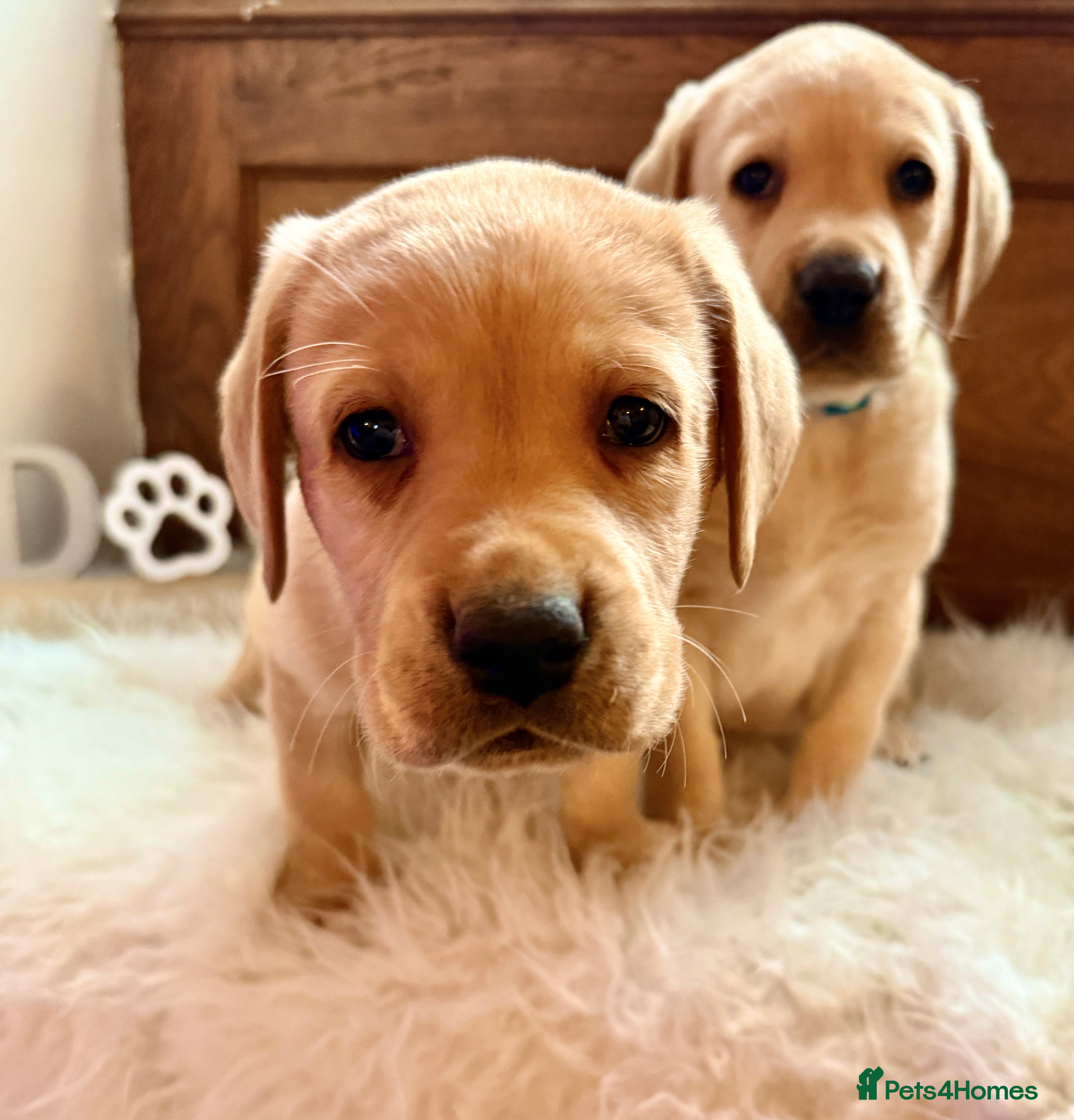 Labrador Retriever dogs Classic English show type Labrador puppies  - Advert 5