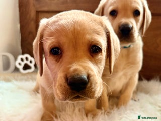 Labrador Retriever dogs Classic English show type Labrador puppies - Advert 7