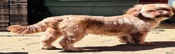 Shih Tzu dogs for sale: Chocolate Shih Tzu girl  - Advert 8