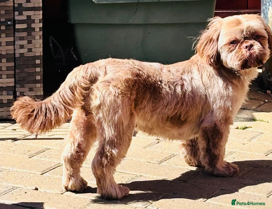 Shih Tzu dogs for sale: Chocolate Shih Tzu girl  - Advert 8