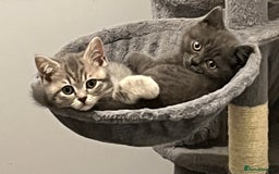 British Shorthair cats for sale: Stunning pure British shorthaired kittens - Image 13