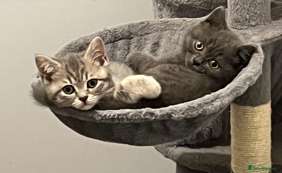 British Shorthair cats for sale: Stunning pure British shorthaired kittens - Image 13