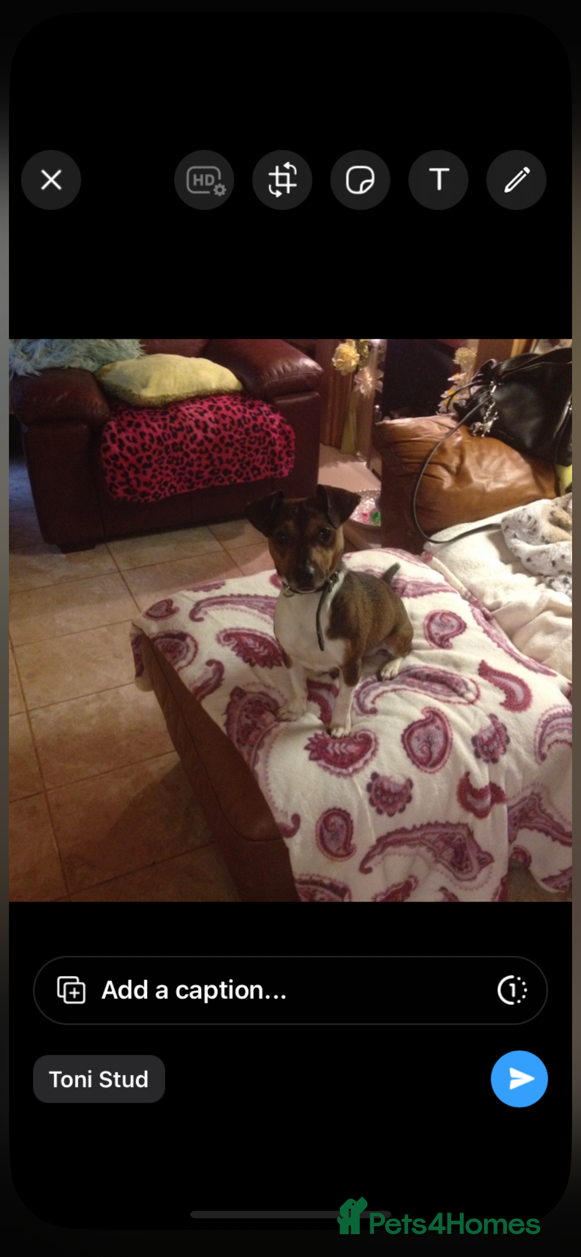 Jack Russell dogs jack russell for stud in Wednesbury - Advert 18