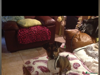Jack Russell dogs in Wednesbury - Advert 31