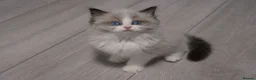 Ragdoll cats for sale: Champion European R-Bloodline Ragdoll Kittens - Advert 13