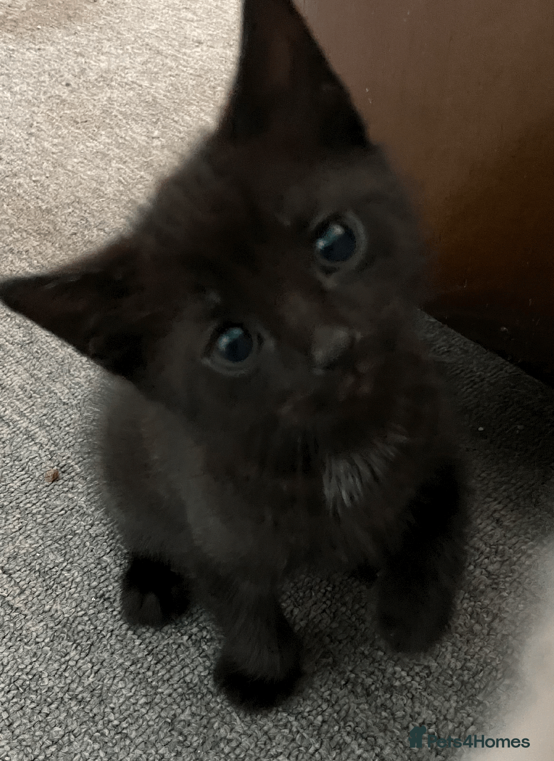 Mixed Breed cats for sale: 2 Beautiful kittens ready very soon !!!!! - Image 5