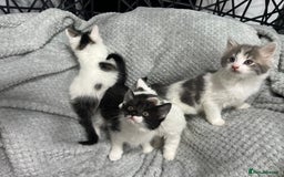 British Longhair cats for sale: Gorgeous fluffy kittens looking for forever home - Image 6