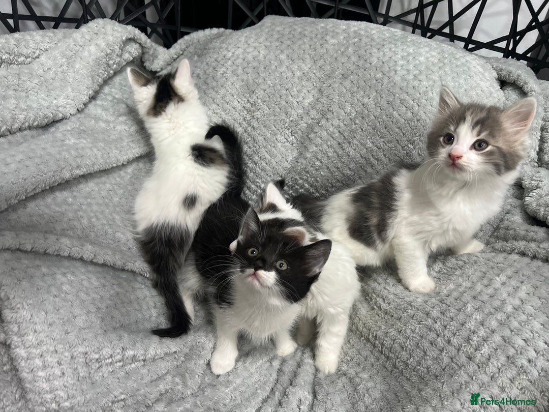 British Longhair cats for sale: Gorgeous fluffy kittens looking for forever home - Image 6