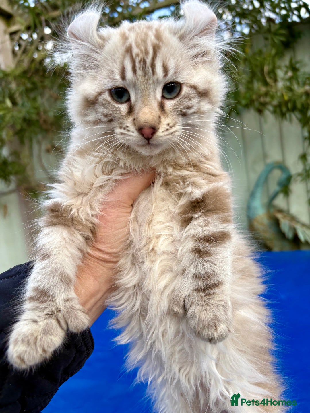 Keetso cats for sale: Stunning rare longhaired polydactyl curled eared  - Advert 9