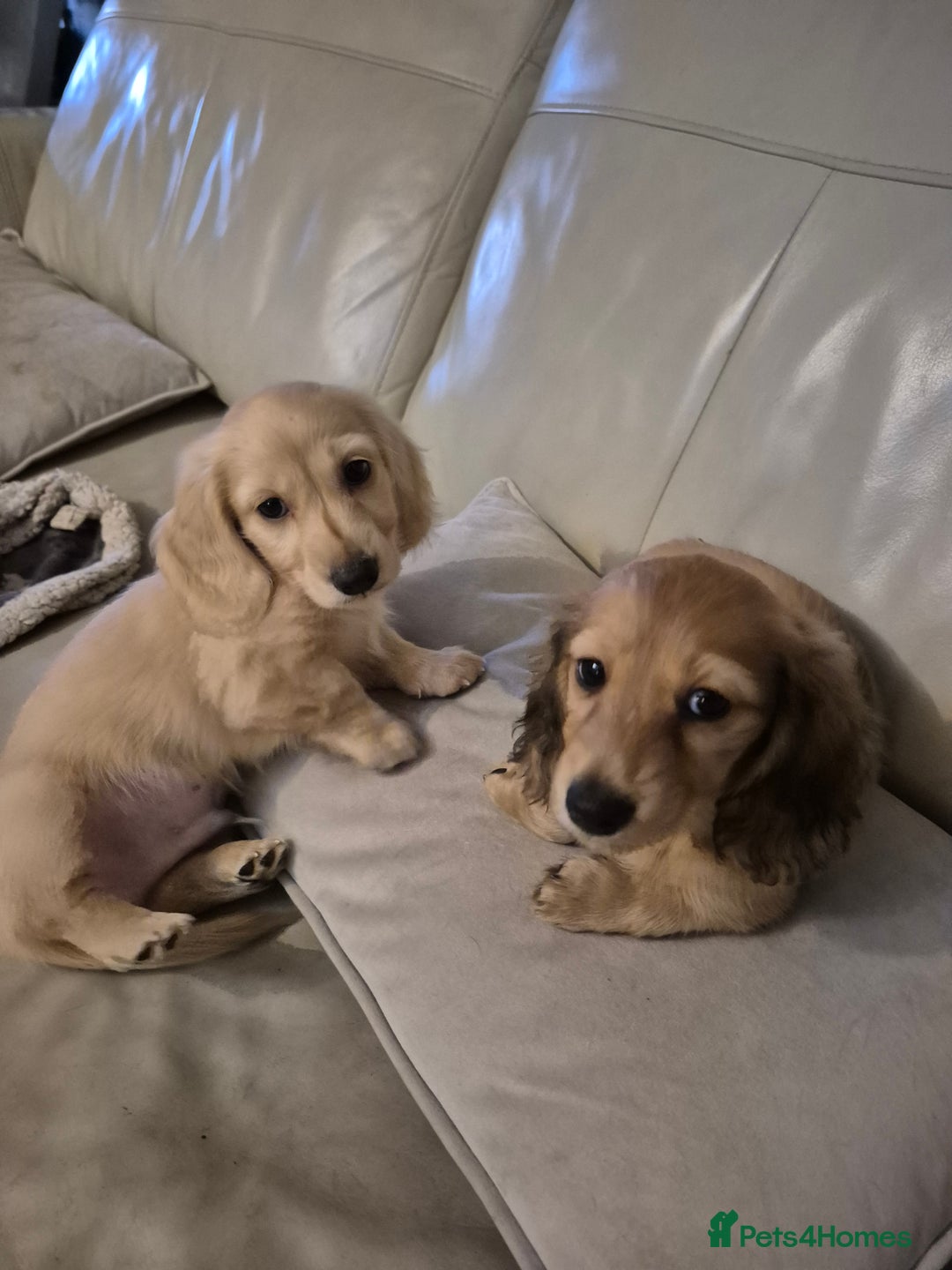 Miniature Dachshund dogs for sale: Miniature dachshunds Long haired cream KC reg  - Image 8