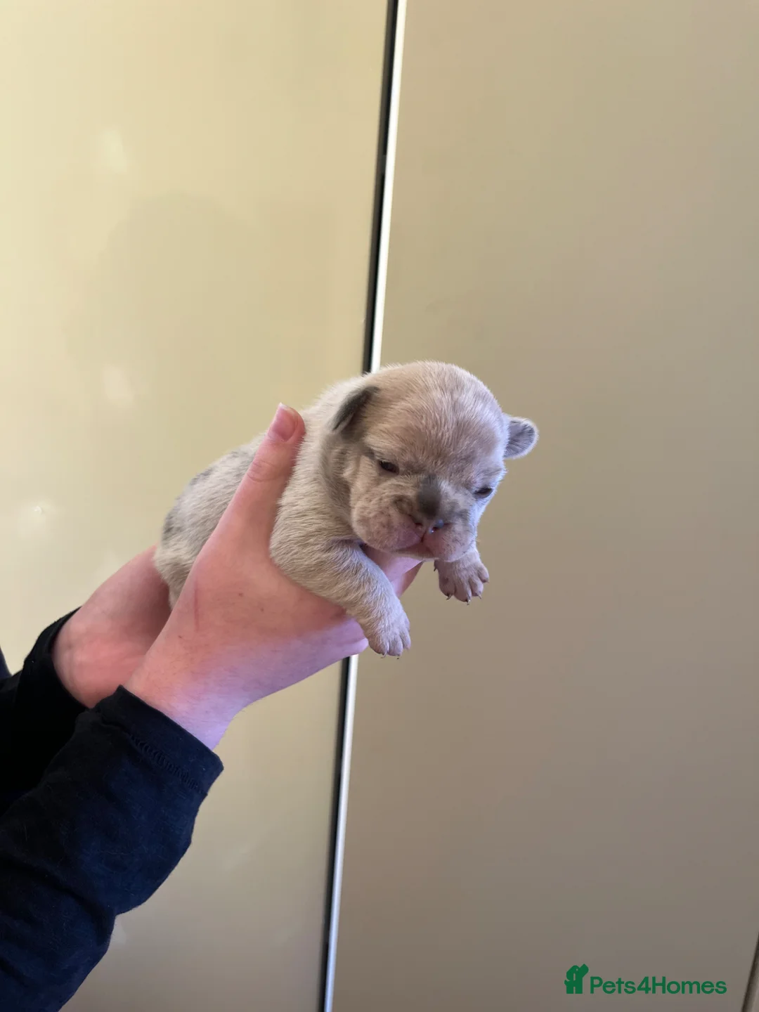 French Bulldog dogs for sale: French bulldog  - Advert 1