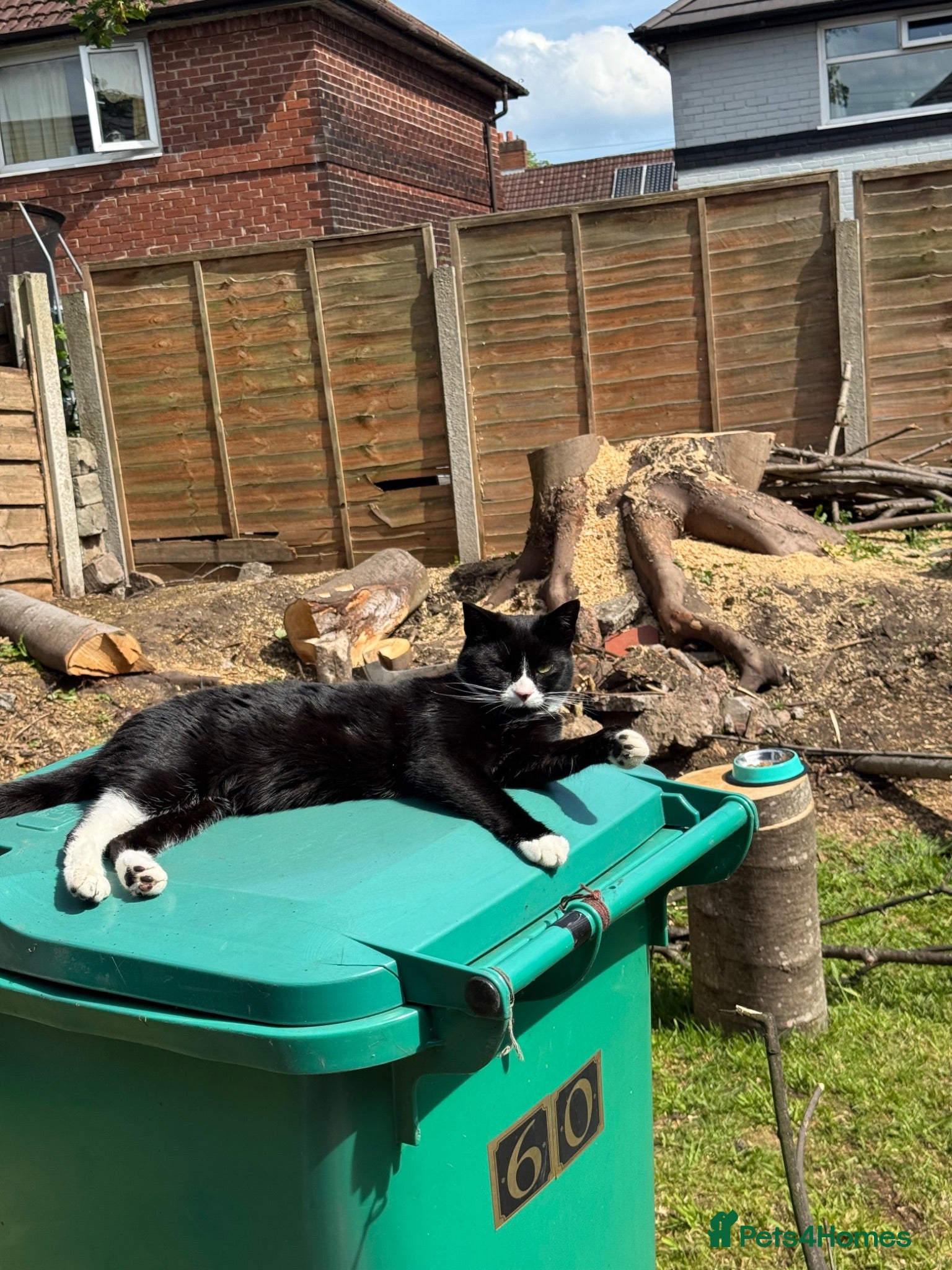 Mixed Breed cats Gully xx - Advert 1