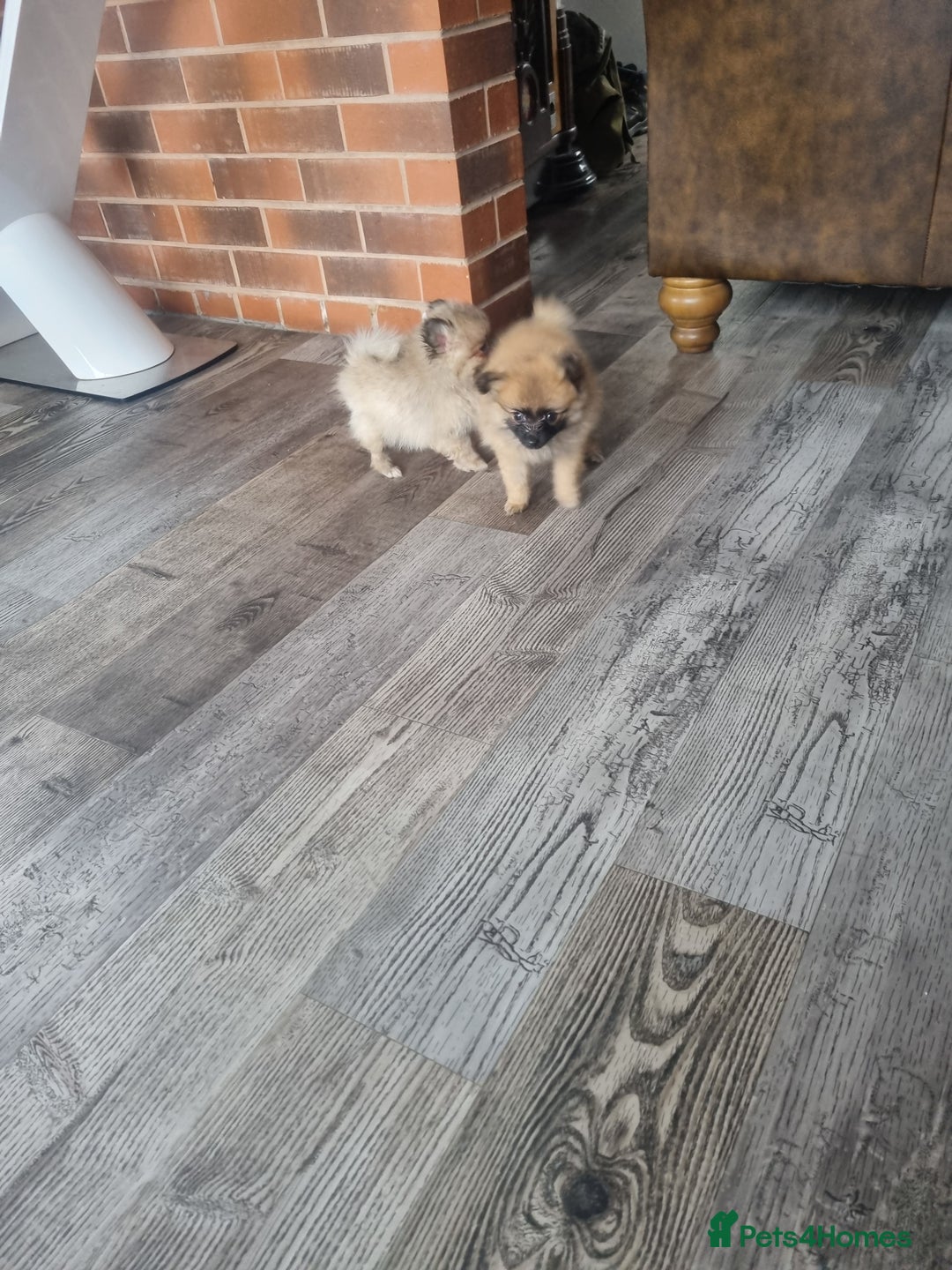 Pomeranian dogs for sale: ** Pomeraniums  - Image 31