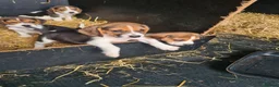 Beagle dogs for sale: 7 Beagle Puppies  in Wakefield - Advert 11