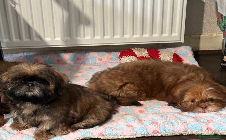 Shih Tzu dogs - Advert 8