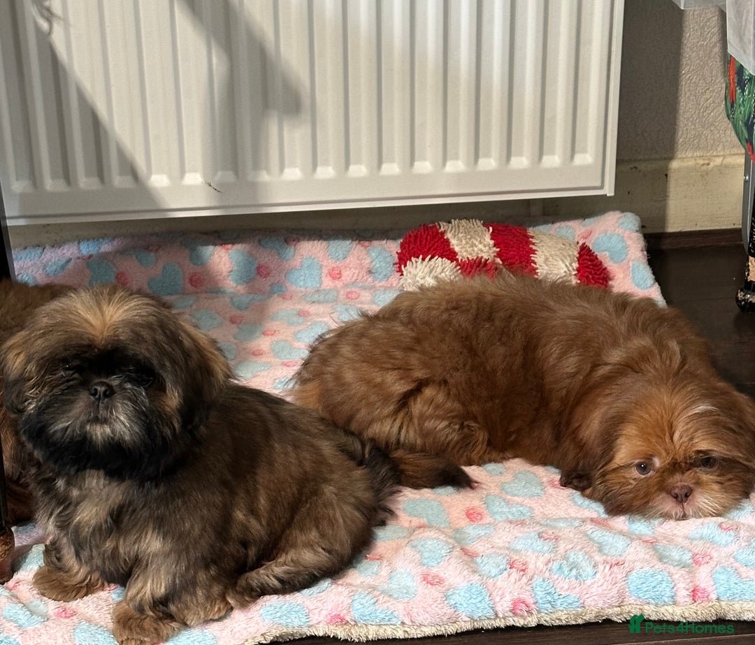 Shih Tzu dogs for sale: Boy & Girl KC Registered Imperial Shih Tzu - Image 1